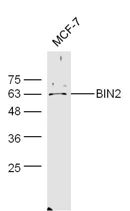 BIN2乳腺癌相关蛋白1抗体