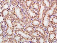 Cytochrome C细胞色素C单克隆抗体