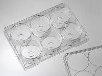 6 孔小孔玻底板（激光共聚焦专用培养板）