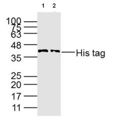 His tag聚组氨酸抗体标签单克隆抗体