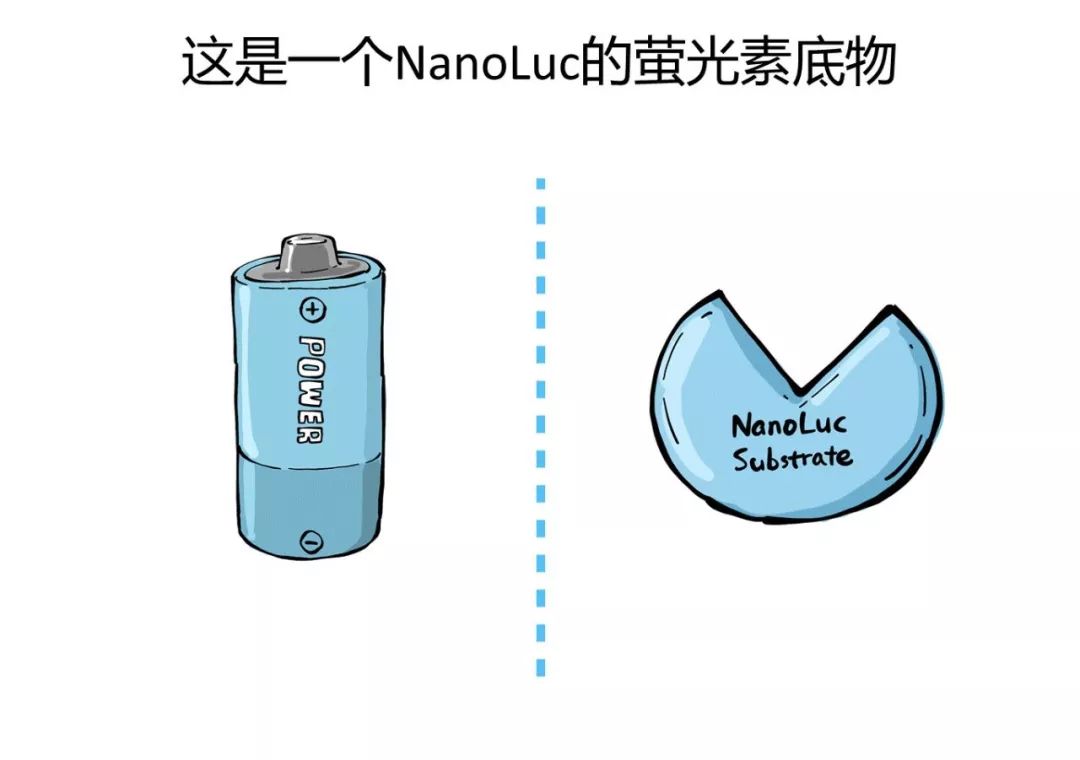 细胞活力检测费时又费力？教你正确地「偷懒」