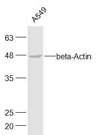 beta-Actin β-肌动蛋白/β-Actin单克隆抗体（内参抗体）