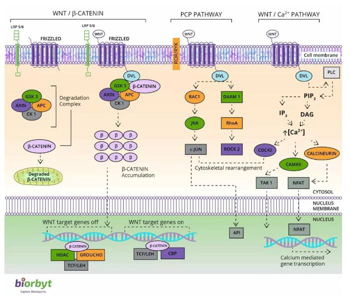 科学大讲堂 | 信号通路专题系列三： Wnt信号通路