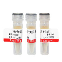 锌指结构蛋白酶20抗体