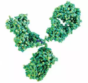 肝素结合蛋白/阳离子抗菌蛋白37/天青杀素抗体