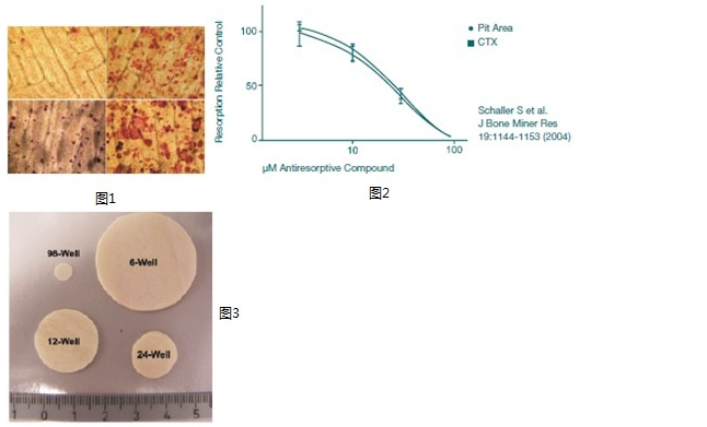 IDS 骨切片（ Bone Slices）破骨细胞吸收