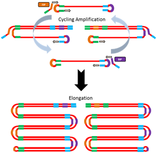 分子酶专栏之等温扩增酶与原核DNA聚合酶