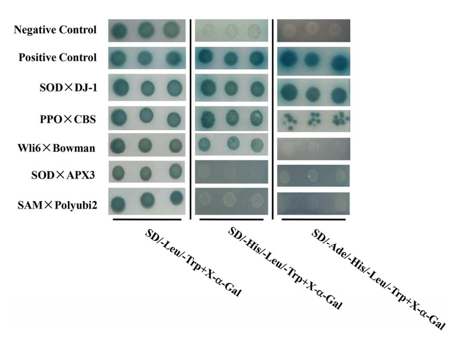 强强联手，蛋白质组学-酵母双杂交联合出击!