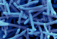 单核增生李斯特菌