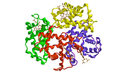 Proteinase K  Tritirachium album