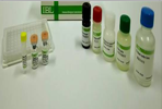 大鼠白介素-8检测试剂盒