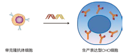 Thermo Scientific 抗体药解决方案