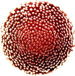 Hydroxyl-Modified Microspheres (-OH), White, 0,280-0,350 µm, 10%, K4 030 