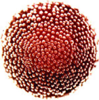 MagPrep?Silica Particles