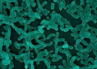 嗜热脂肪芽孢杆菌