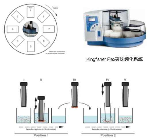 Thermo Scientific 抗体药解决方案