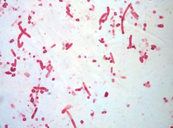 棘孢小单胞菌