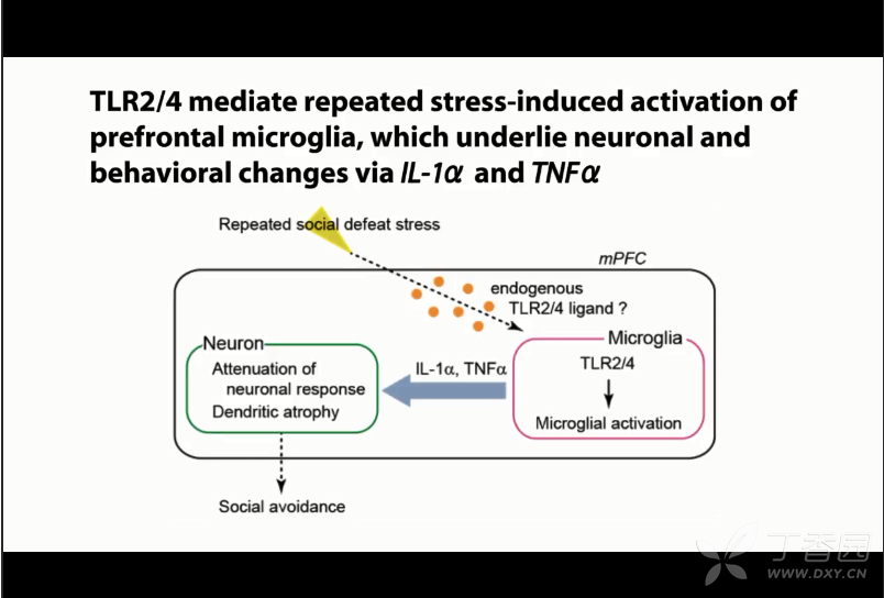 Neuron 小胶质细胞 Tlr2 4 神经元改变抑郁模型中的社会退避行为