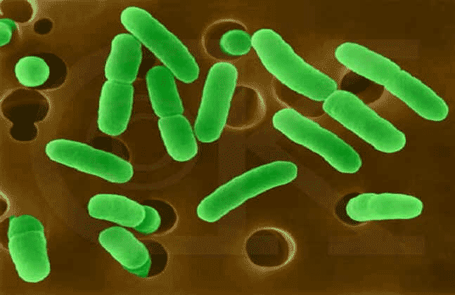 微生物菌种
