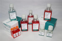 大鼠关节软骨细胞