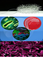 Origami B (DE3) 大肠杆菌菌株