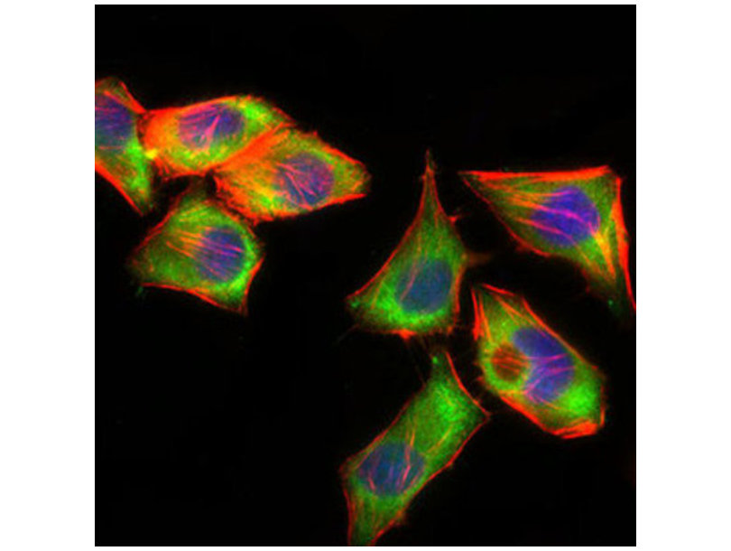 突触囊泡融合蛋白Unc18-3抗体