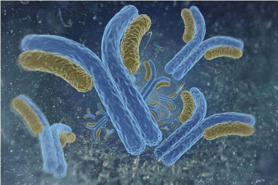 神经元电压门控钙通道γ3/L-type Ca++CP γ3抗体