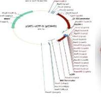 pSAT1-cCFP-N