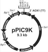 pPIC9K