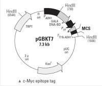 pGBKT7