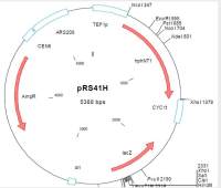 pRS41H