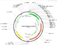 pFA6a-FGP(S65T)-kanMX6