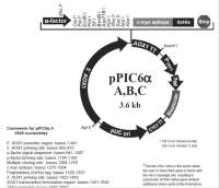 pPIC6αB