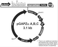 pGAPZαB