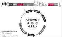 pYC2/NT A
