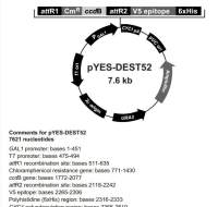 pYES-DEST52