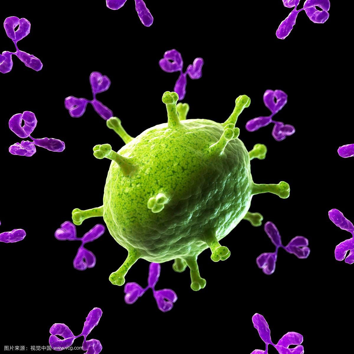 巨噬细胞炎症蛋白2（ GRＯβ）抗体