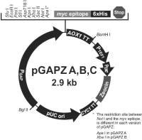 pGAPZ B