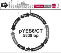 pYES6/CT