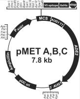 pMET C