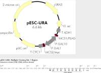 pESC-URA