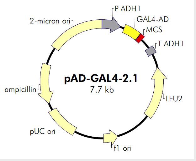 pAD-GAL4-2.1