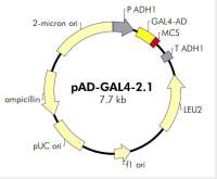 pAD-GAL4-2.1