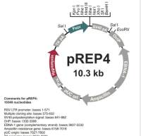 pREP4
