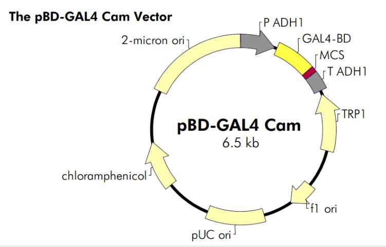 pBD-GAL4-Cam