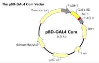 pBD-GAL4-Cam