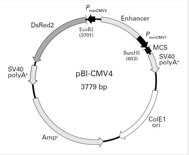 pBI-CMV4