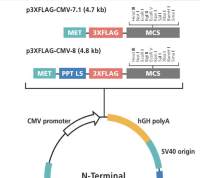 p3XFLAG-CMV-8