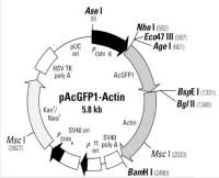 pAcGFP1-Actin