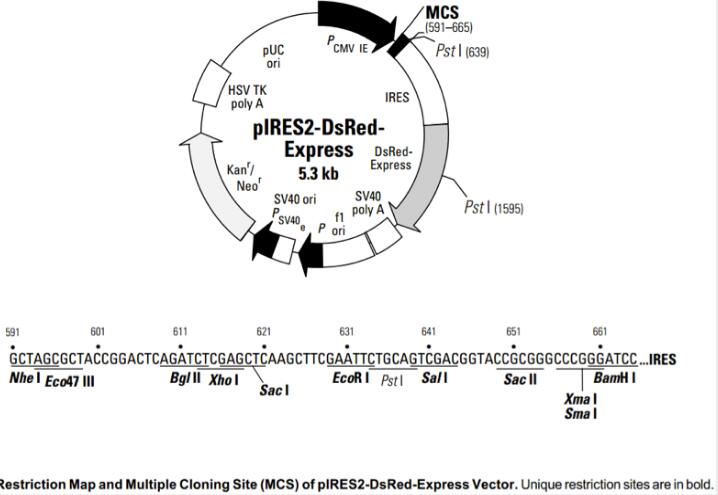 pIRES2-DsRed-Express